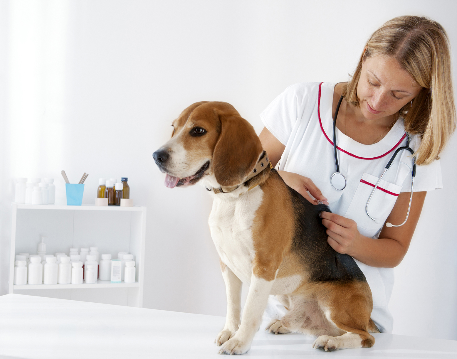 animal-welfare-league-nsw-to-offer-mobile-vet-services-griffith-city